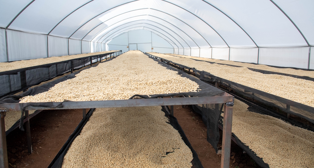 drying-area